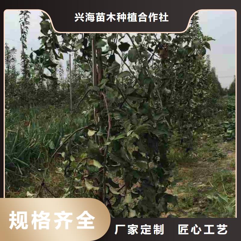 苹果苗花椒苗质量不佳尽管来找我