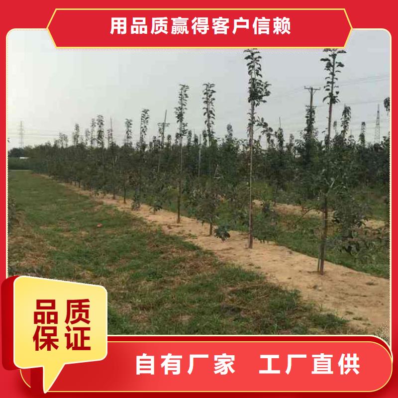 斗南苹果苗管理方式