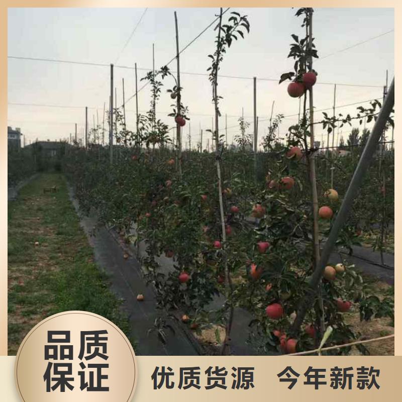 信浓甜苹果苗质优价廉