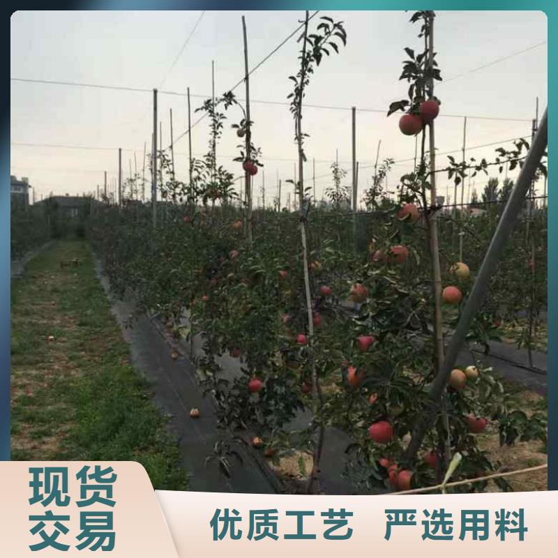 红肉苹果树苗种植方法