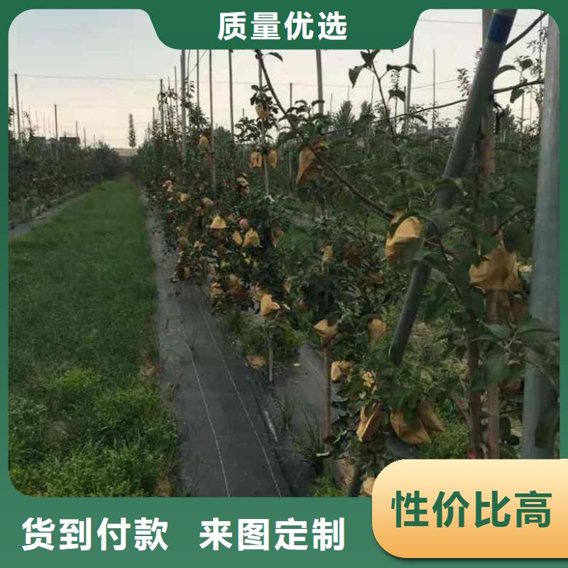 红色之恋苹果苗量大从优