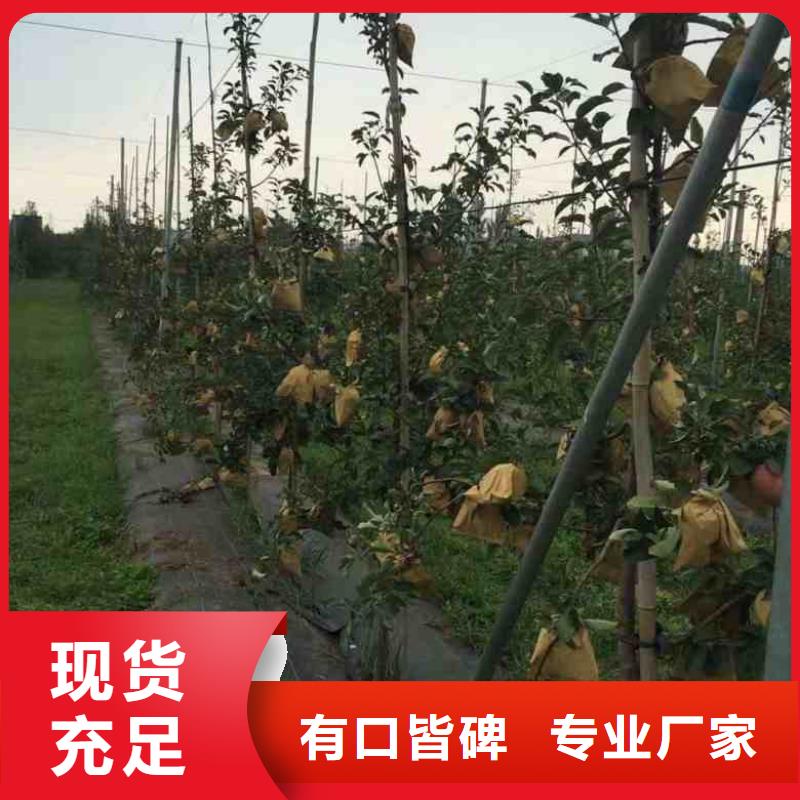 柱状苹果苗产地价格