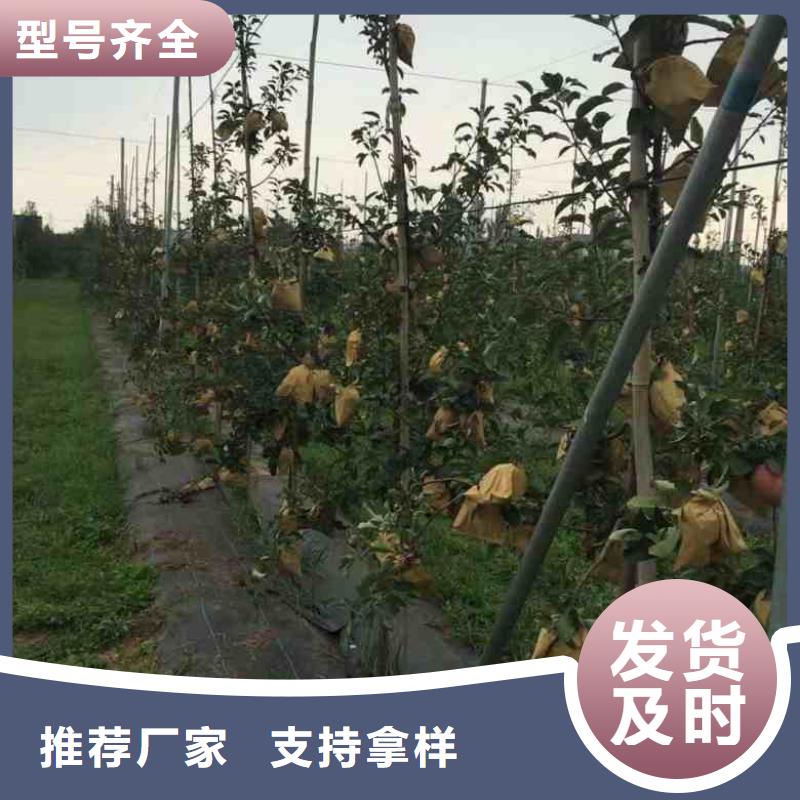 乔纳金苹果树苗苗木基地