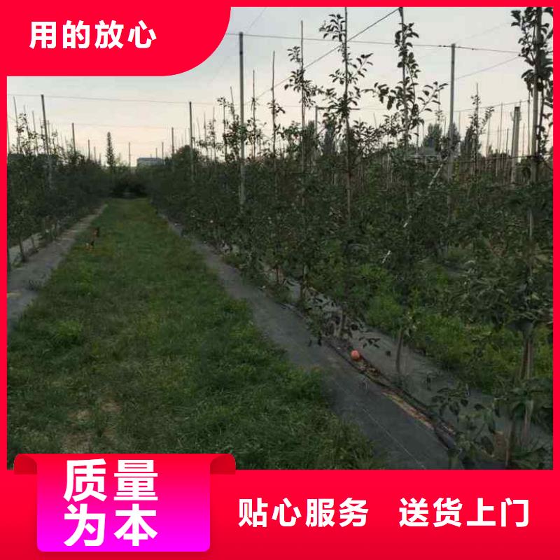 苹果苗核桃苗可零售可批发