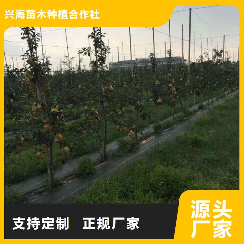 皮诺娃苹果苗什么价格