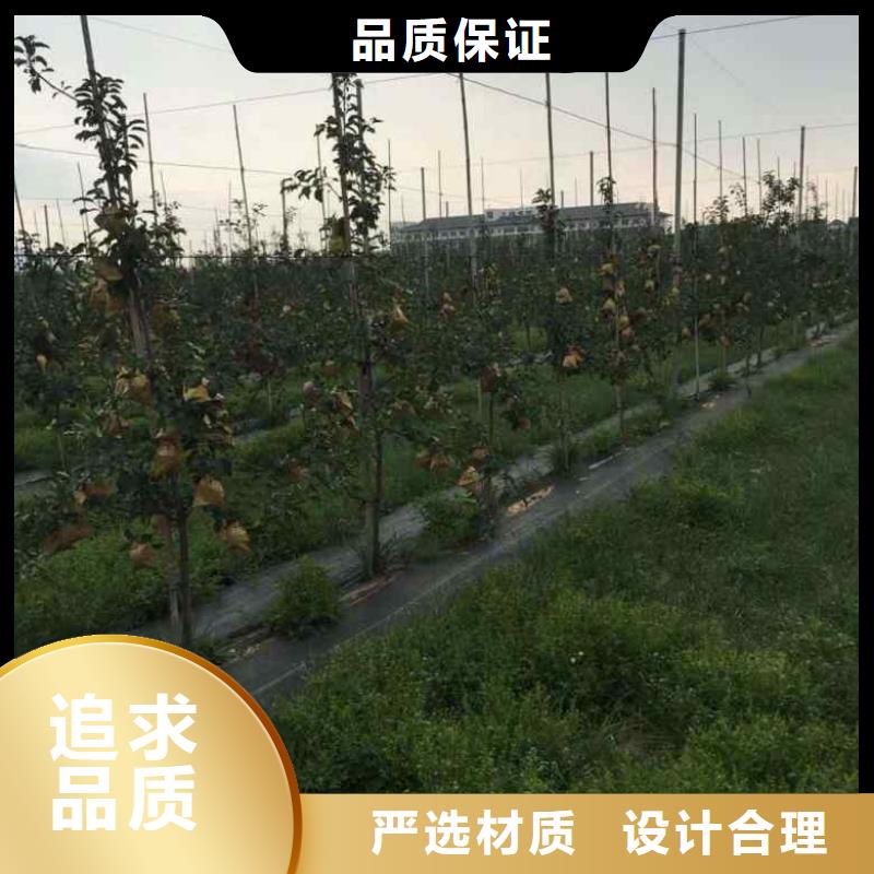 斗南苹果苗报价