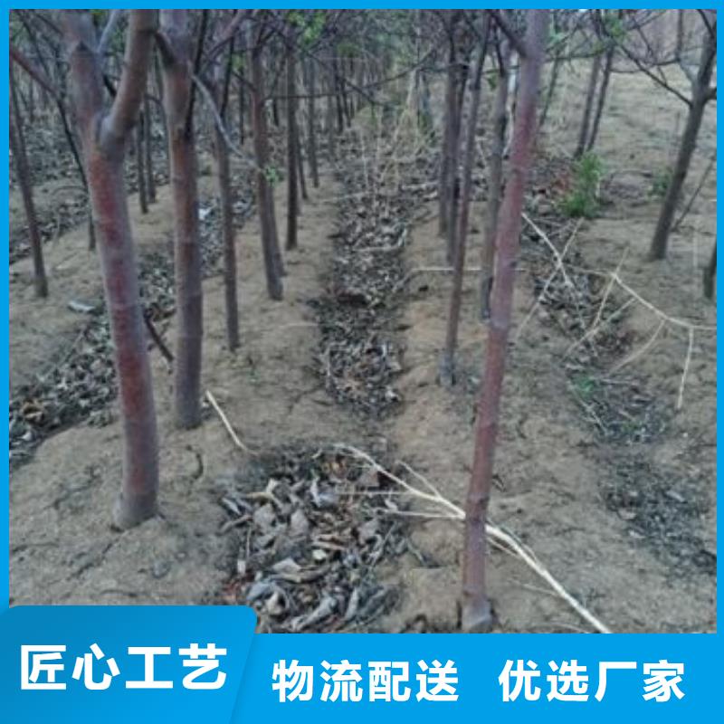 斗南苹果苗管理方式