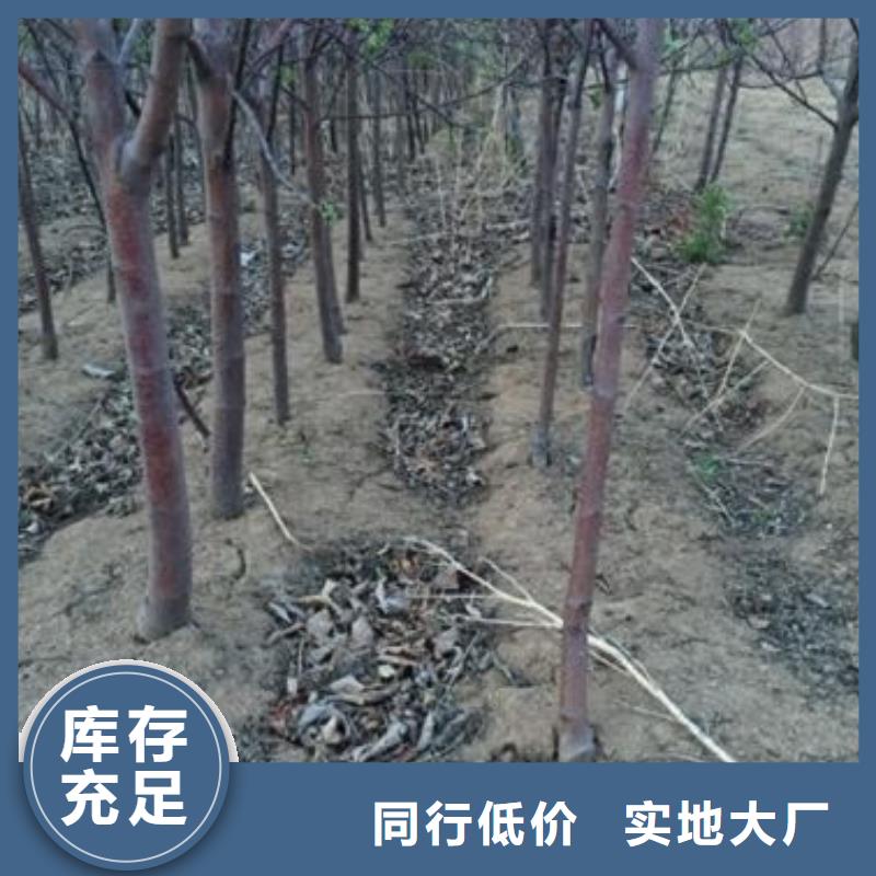 红夏苹果树苗品种介绍