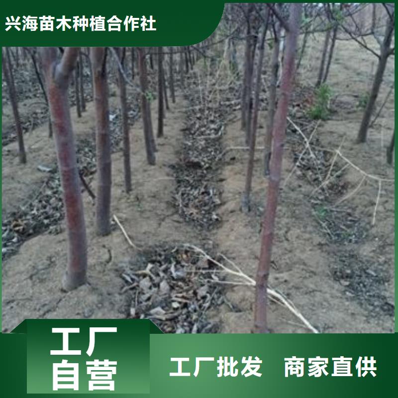 苹果苗_板栗苗源头工厂量大优惠