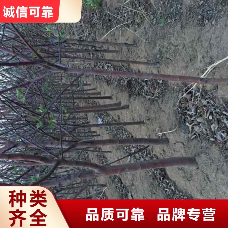 柱状苹果苗产地价格