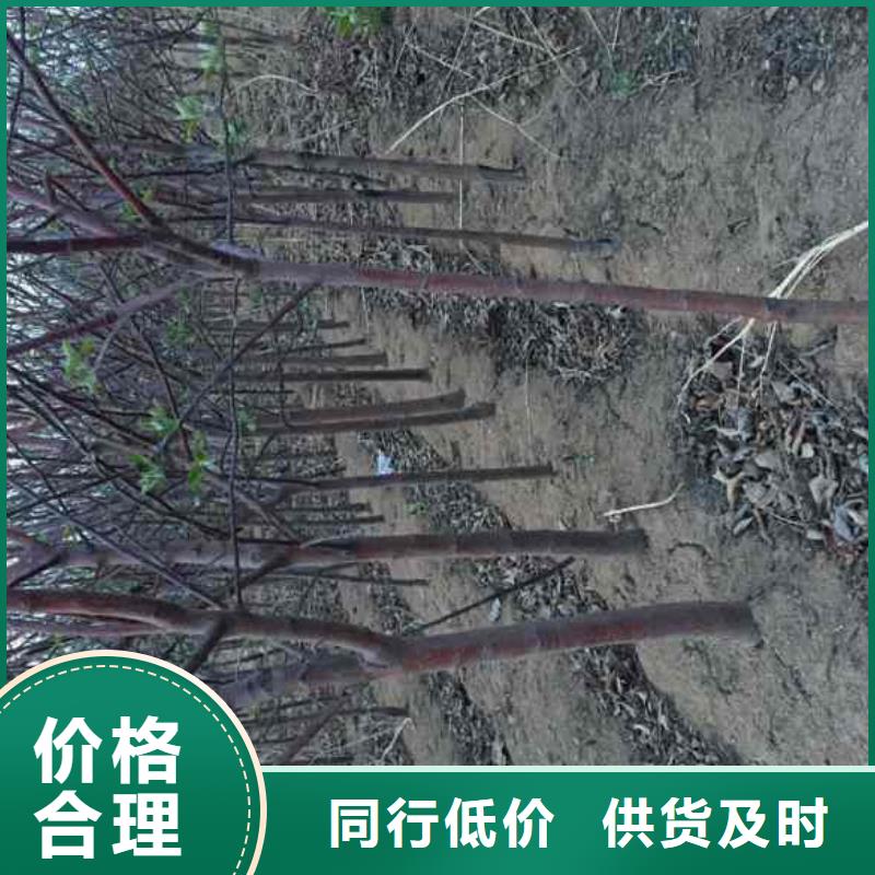 凉香苹果树苗报价