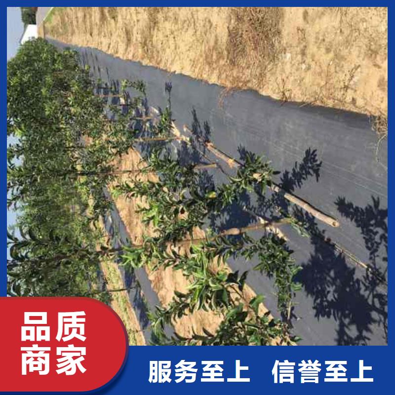 桑萨苹果苗种植时间