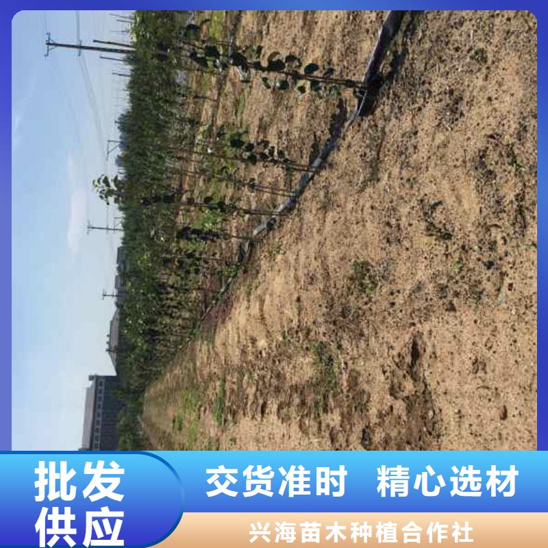 烟富4苹果苗产地价格