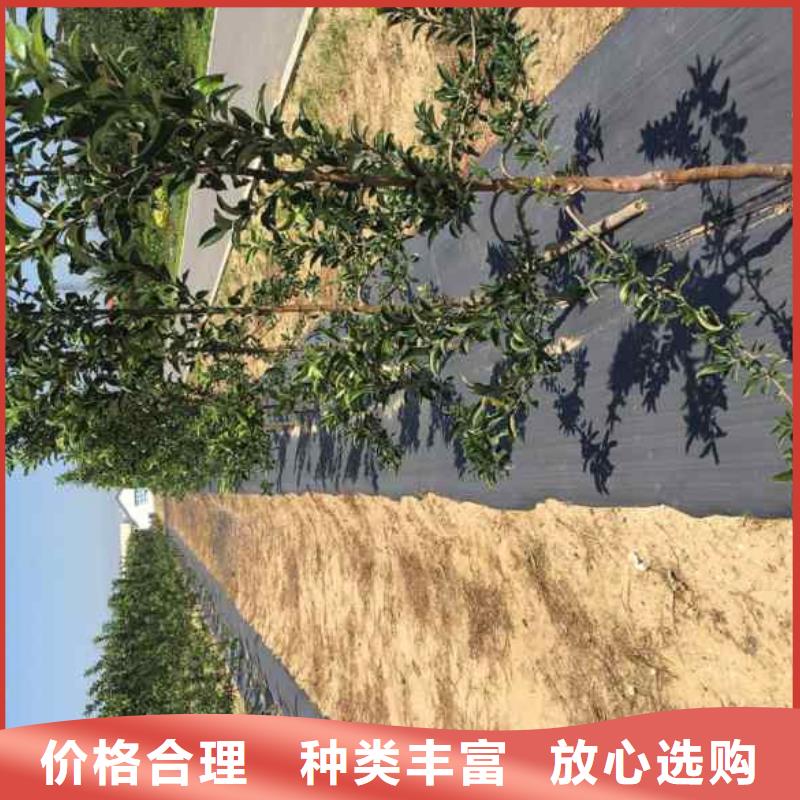 太平洋嘎啦苹果树苗苗木基地