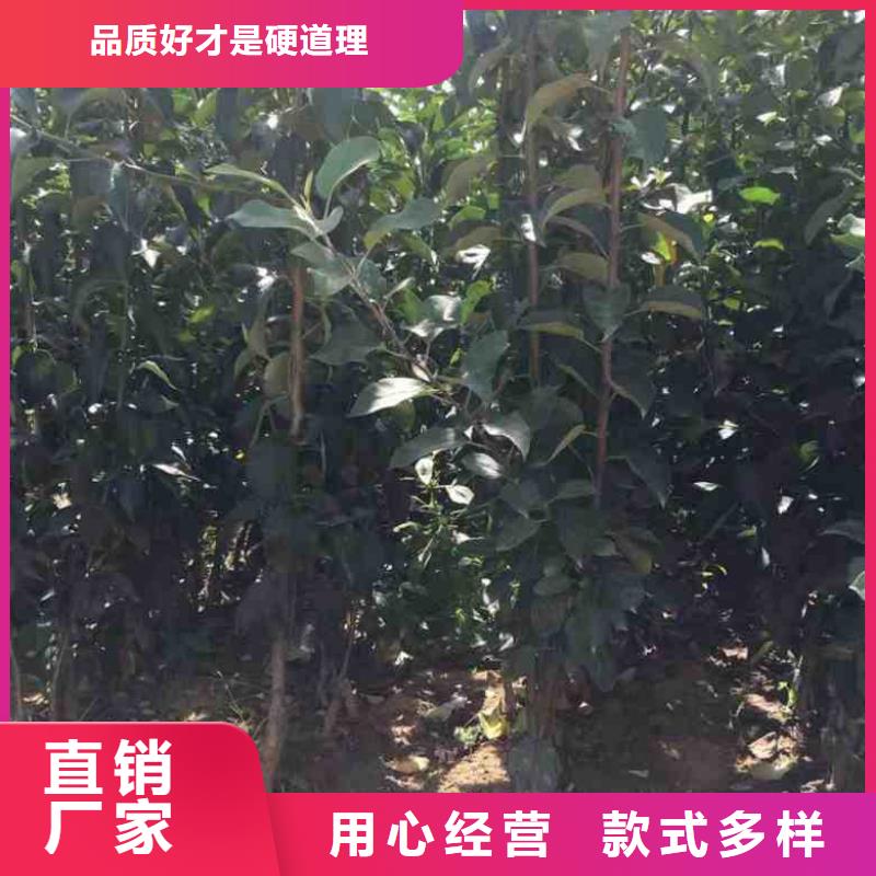 矮化苹果苗管理方式