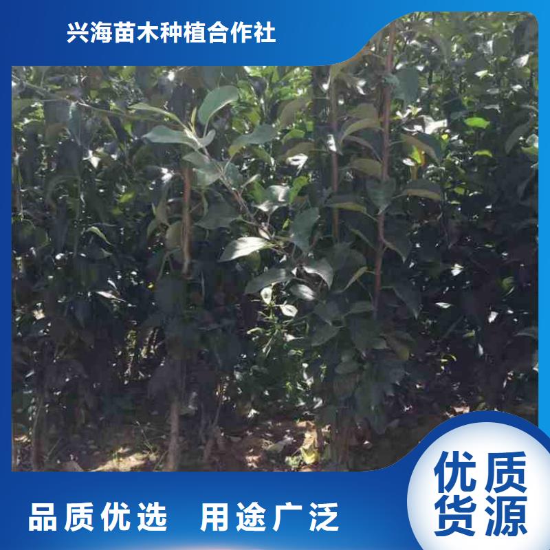 烟富3苹果苗批发多少钱