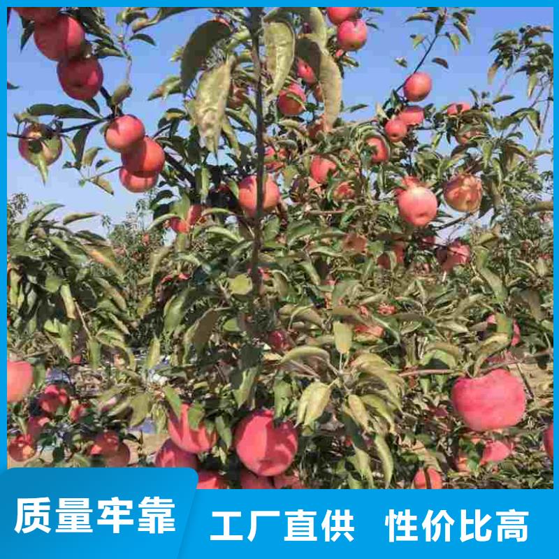 【齐齐哈尔】直供斗南苹果苗管理方式