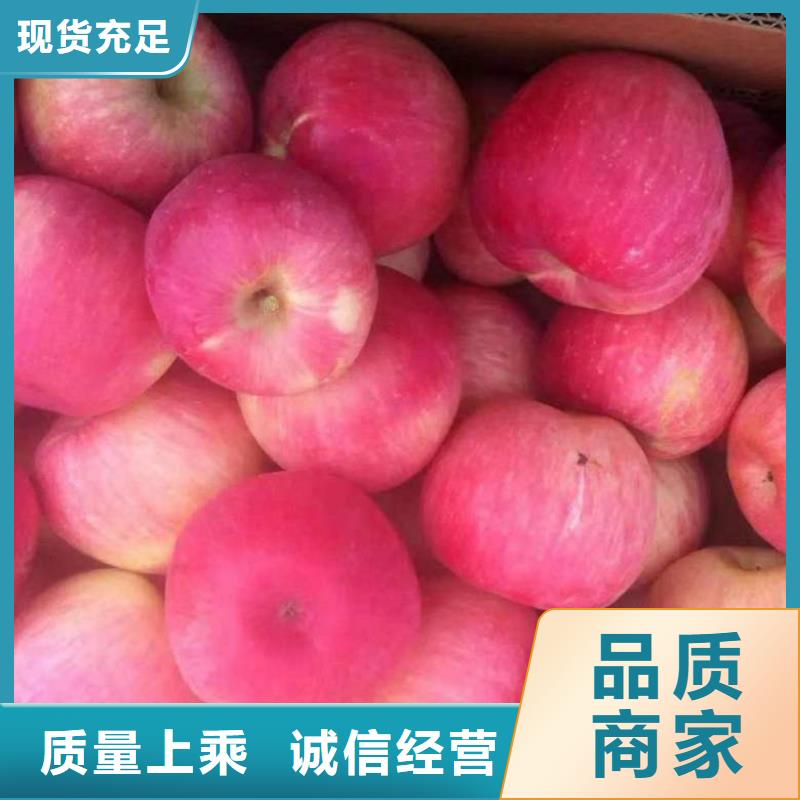 直供《兴海》红丽苹果苗品种介绍