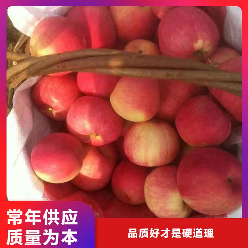 M9t337苹果树苗价格