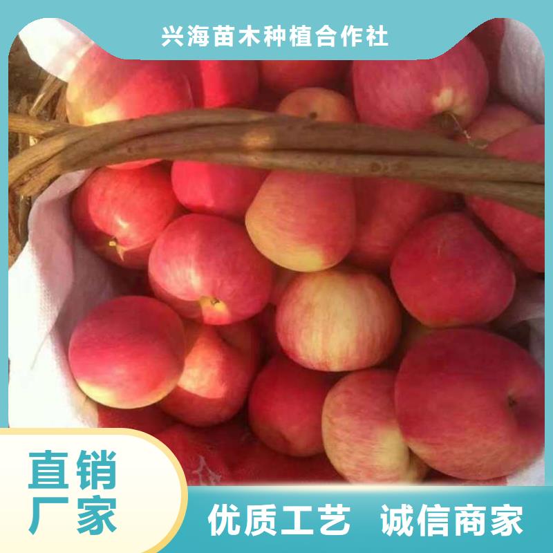 批发(兴海)新红星苹果苗产地