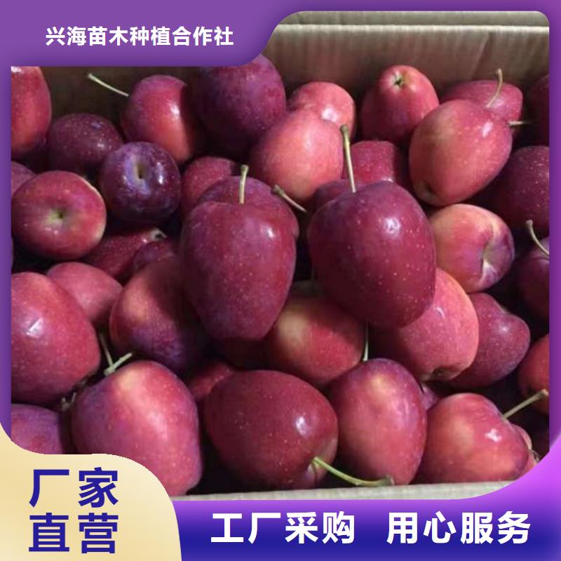 苹果苗蓝莓苗拒绝伪劣产品