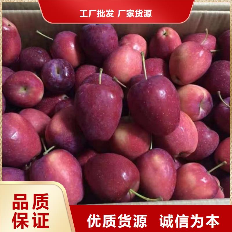 银红苹果树苗亩产多少