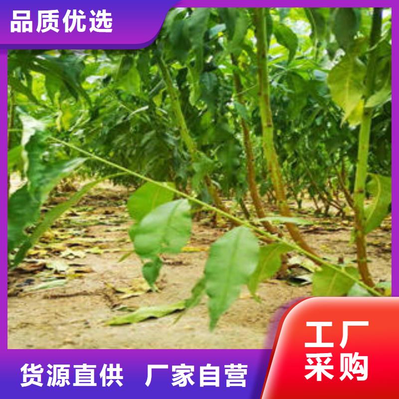 【靖江】附近秋红葡萄树苗生产基地