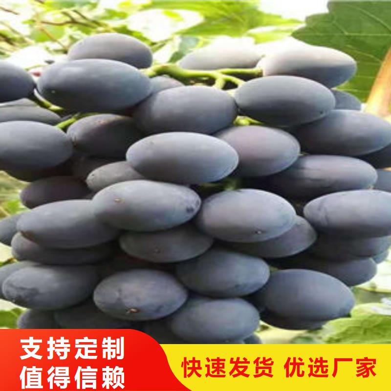 苏州生产虅稔葡萄树苗欢迎来参观