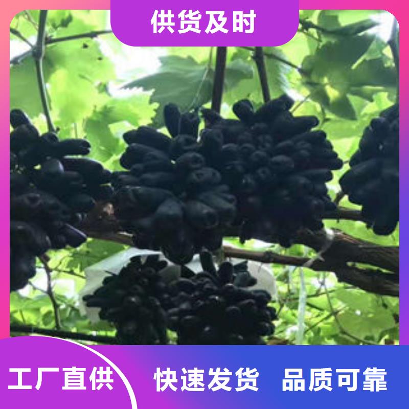 【兴海】:红提葡萄树苗种植时间批发价格-