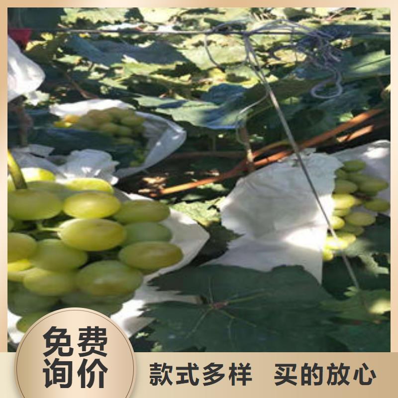 订购【兴海】无核A17葡萄树苗批发基地