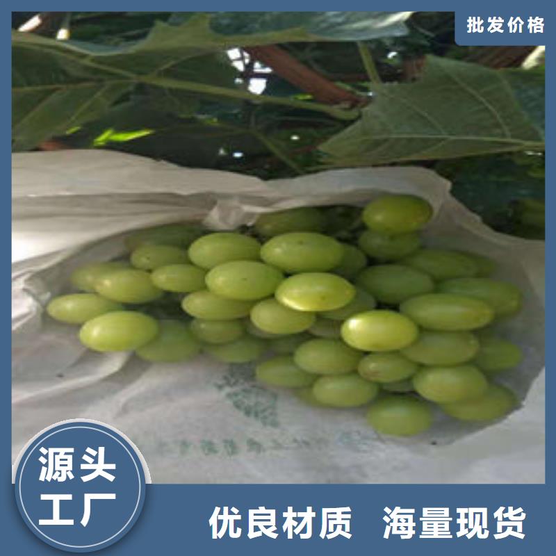 兴海扦插葡萄树苗种植基地