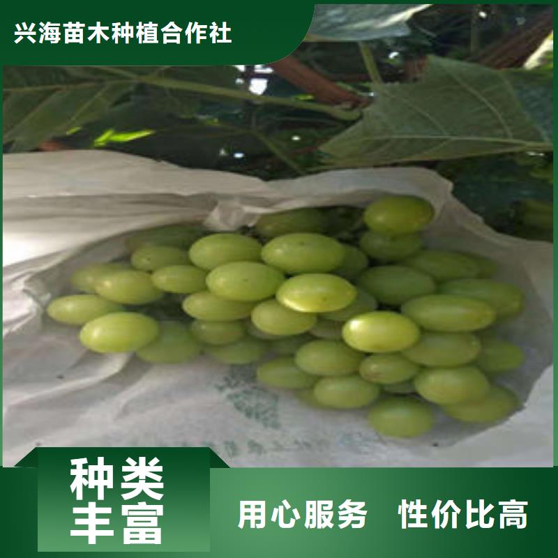 本土(兴海)虅稔葡萄树苗大量苗子供应