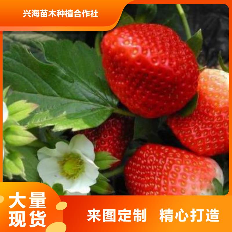 中山当地美六草莓苗大量批发市场