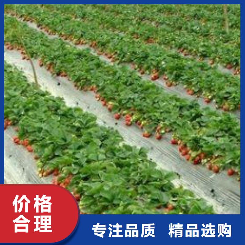 珠海本地宝交草莓苗几月份种植