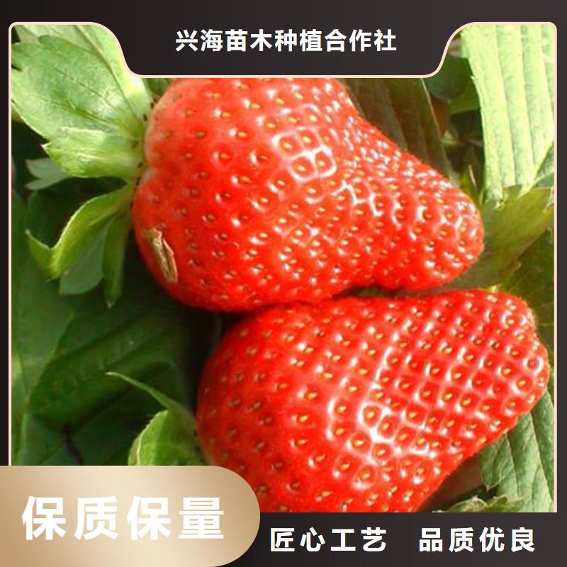 【巴中】订购幸香草莓苗原产地
