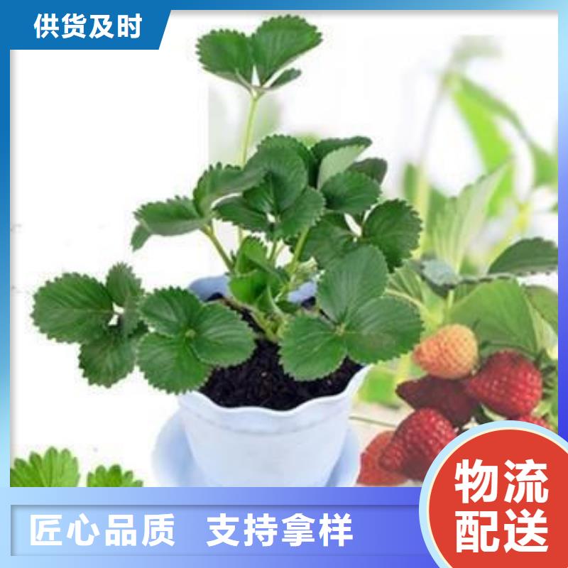 萍乡现货甜宝草莓树苗批发低价