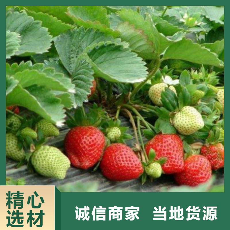 珠海本地宝交草莓苗几月份种植