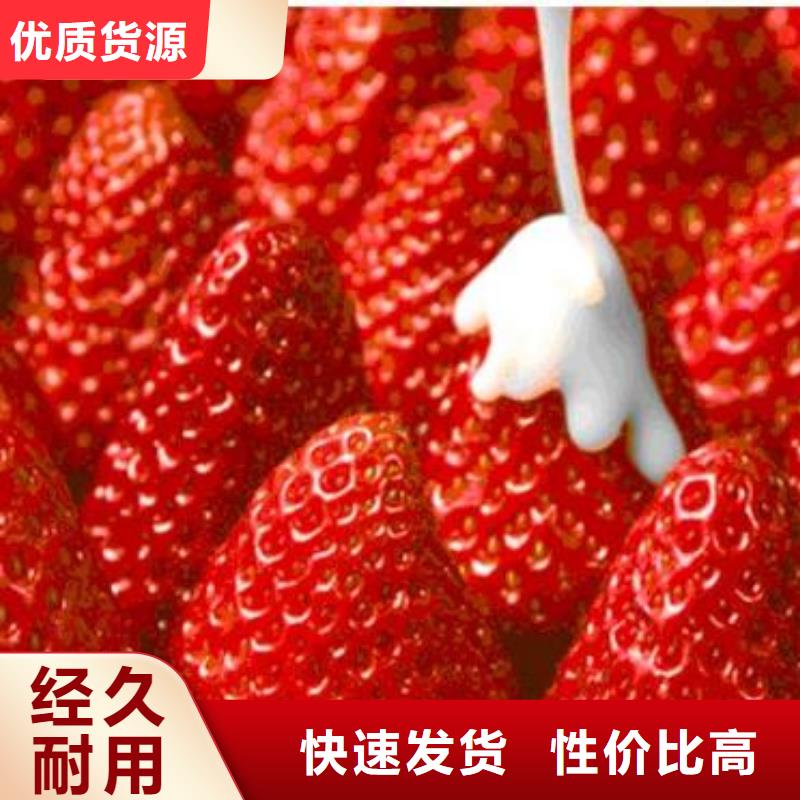 《河南》经营丰香草莓苗专业合作社