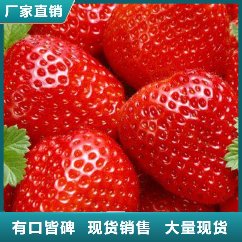 红颊草莓苗草莓树苗批发多少钱