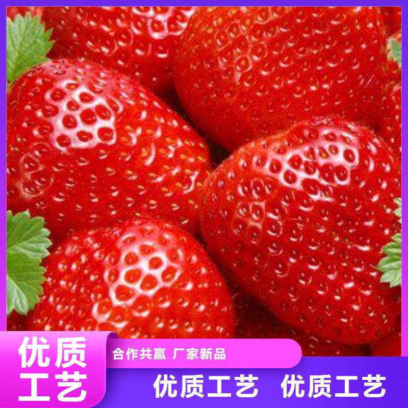 厂家自营《兴海》红宝石草莓树苗产地
