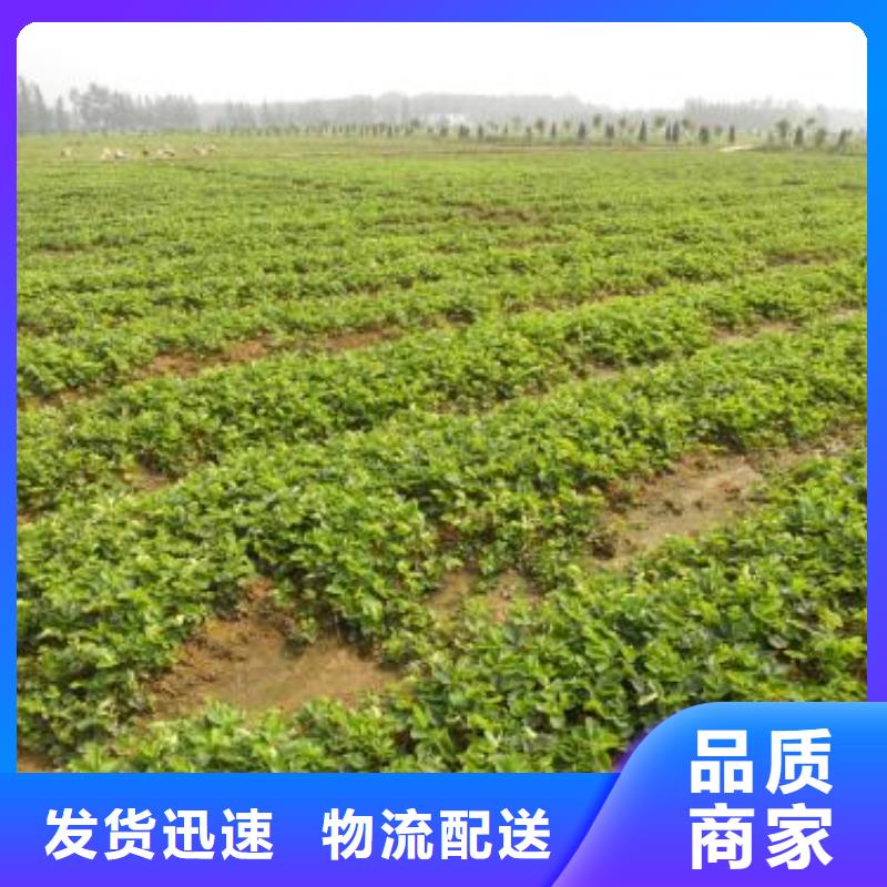 现货满足大量采购[兴海]日本99草莓苗品种介绍