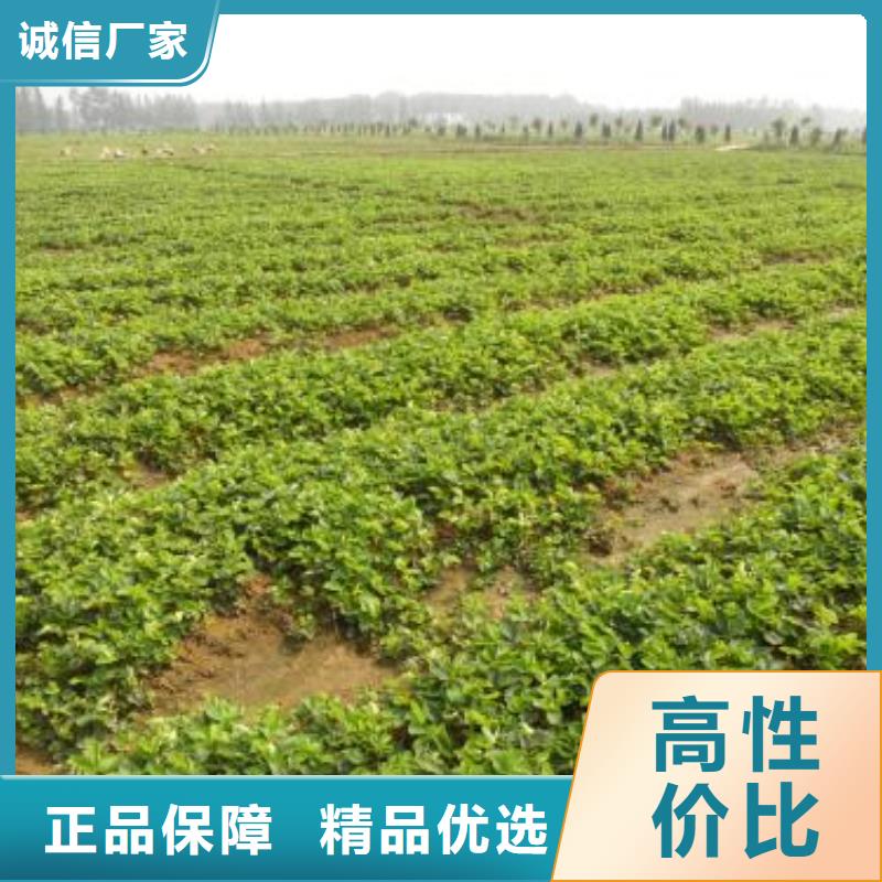 咨询[兴海]红玫瑰草莓苗最新价格行情