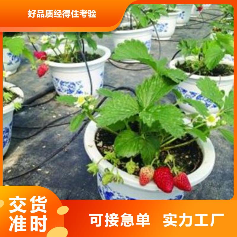 丰香草莓苗栽培时间