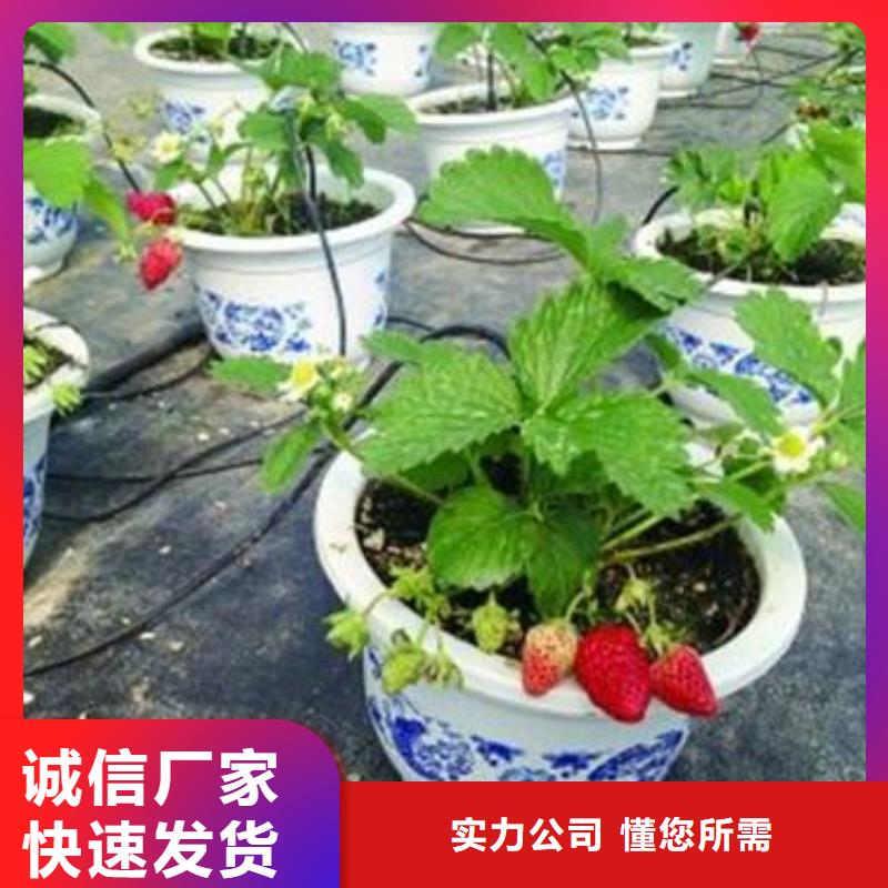 白雪公主草莓苗种植技术