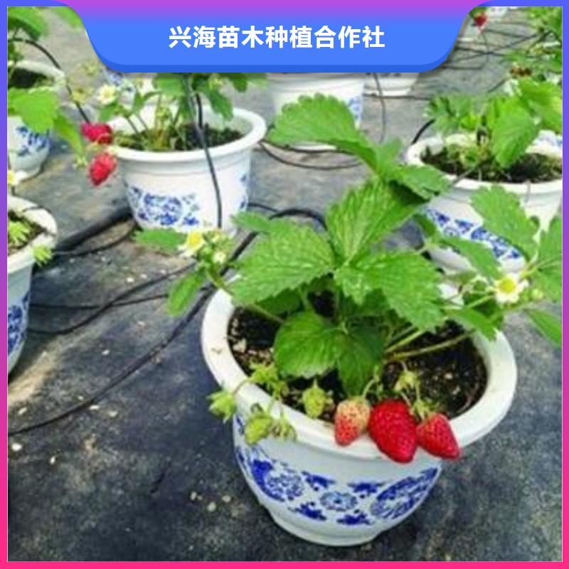 美十三草莓苗怎么选择品牌：{兴海}-