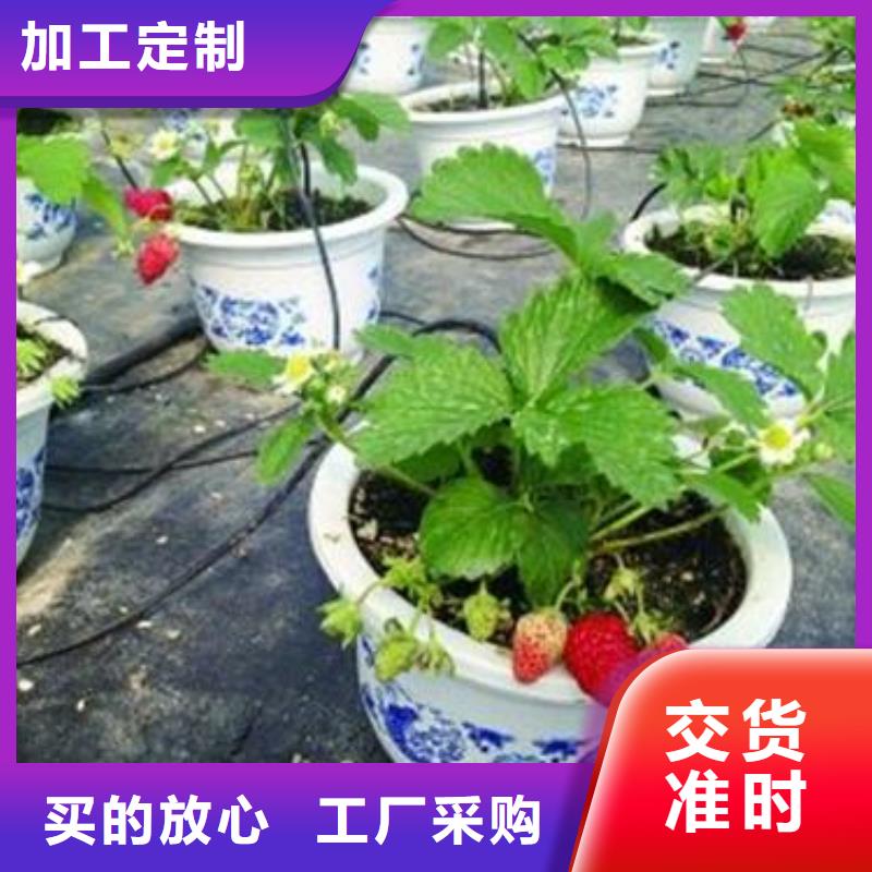 咨询【兴海】红霞草莓苗草莓树苗产地价格