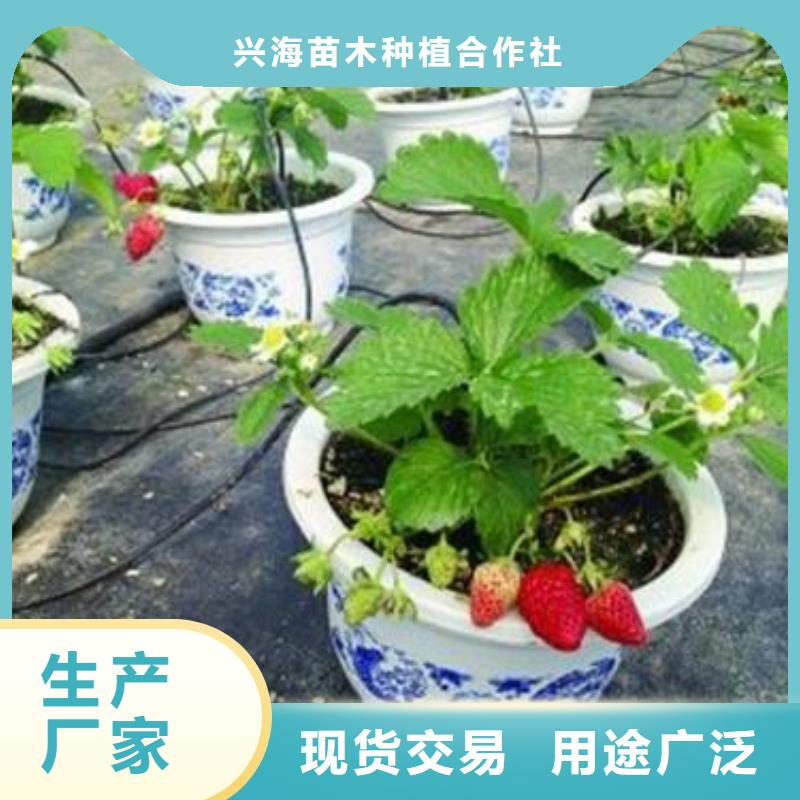 兴海小白草莓苗抗病高产