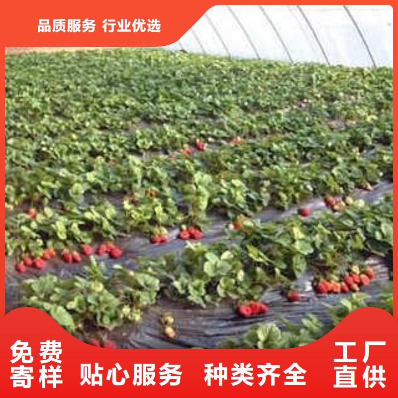 达赛莱克特草莓苗发货起苗_兴海苗木种植合作社