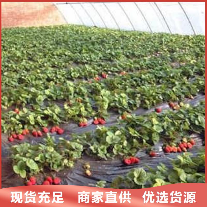 定制(兴海)红实美草莓树苗什么价格