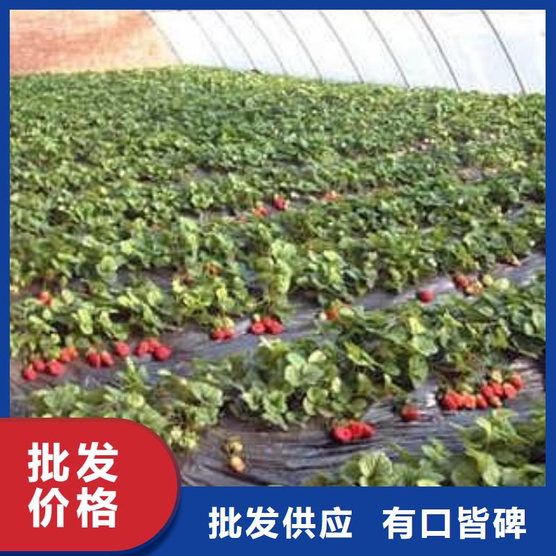 本土【兴海】白色小町草莓苗最新价格行情